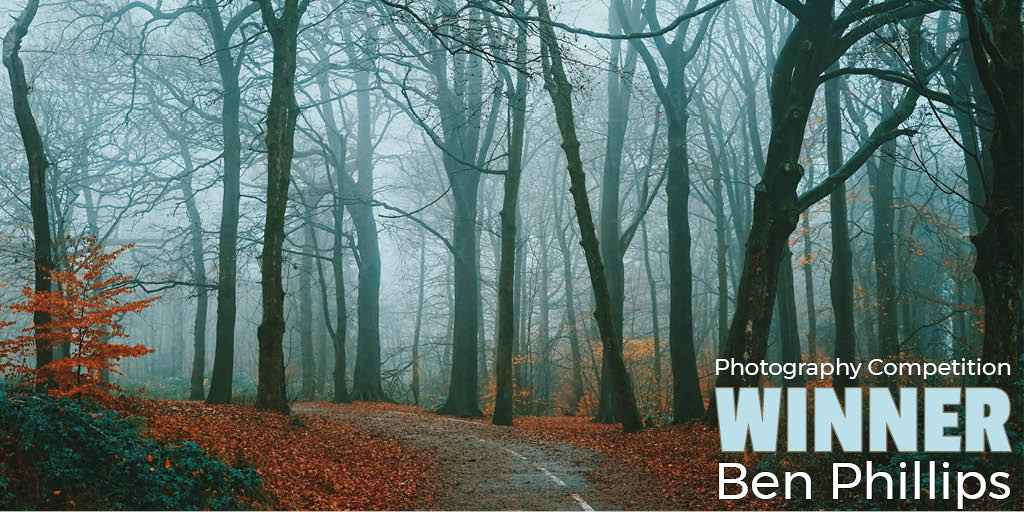A foggy forest road in autumn, winding through bare trees and a carpet of fallen leaves.