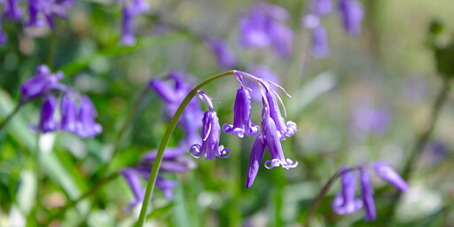 a sunlit bluebell wood