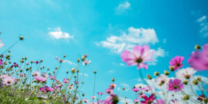 purple flowers with a bright blue sky background
